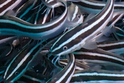 Plotosus lineatus Plotosidae