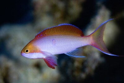 Pseudanthias cooperi Anthiadidae