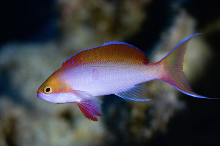 Pseudanthias cooperi