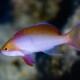 picture of Pseudanthias cooperi