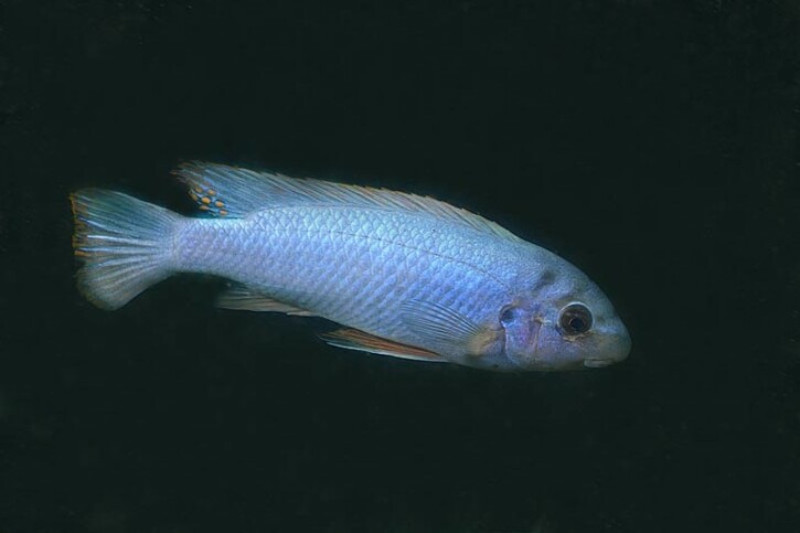 Labeotropheus trewavasae