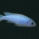 picture of Labeotropheus trewavasae