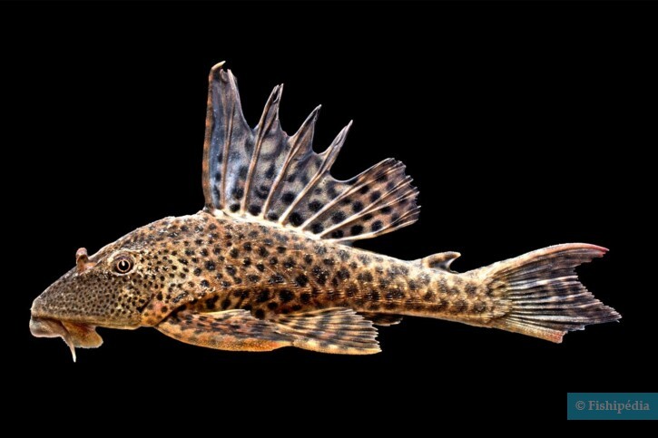 Hypostomus plecostomus