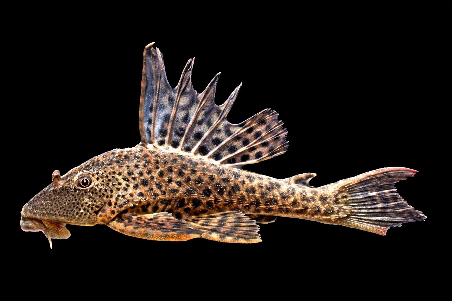 Hypostomus plecostomus