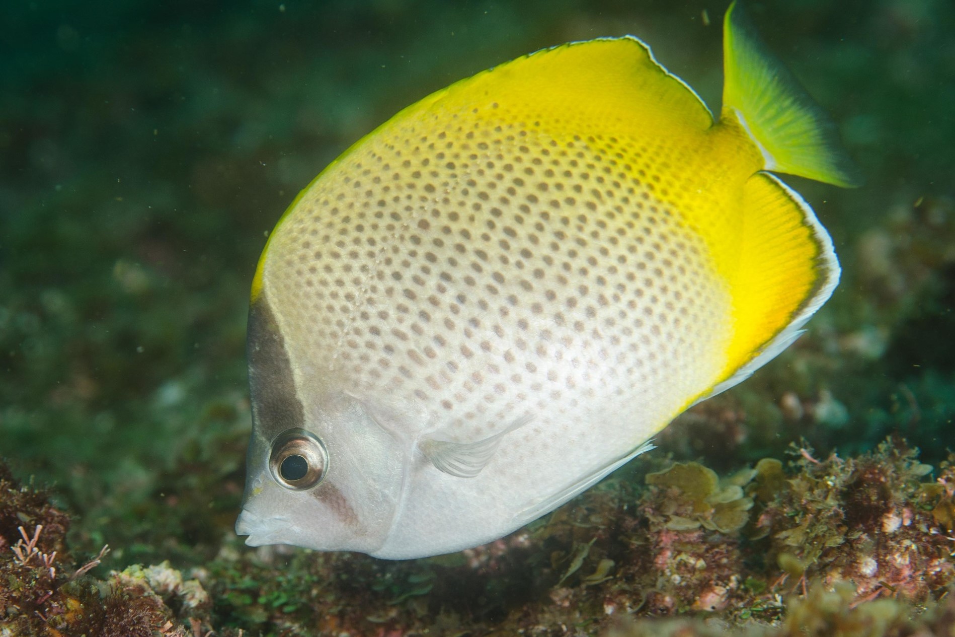 Chaetodon guentheri