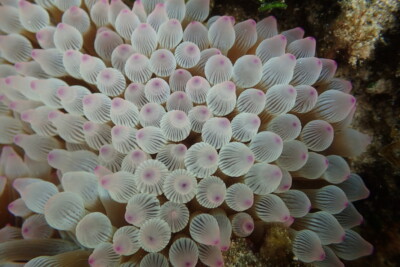 Entacmaea quadricolor Actiniidae