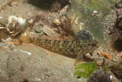 ghiozzo paganello Gobiidae