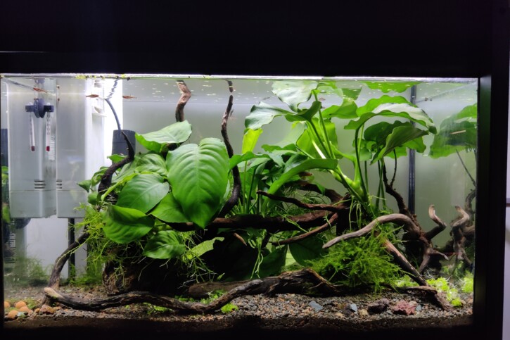Aquarium Anubia avec Galaxy et Rasbora