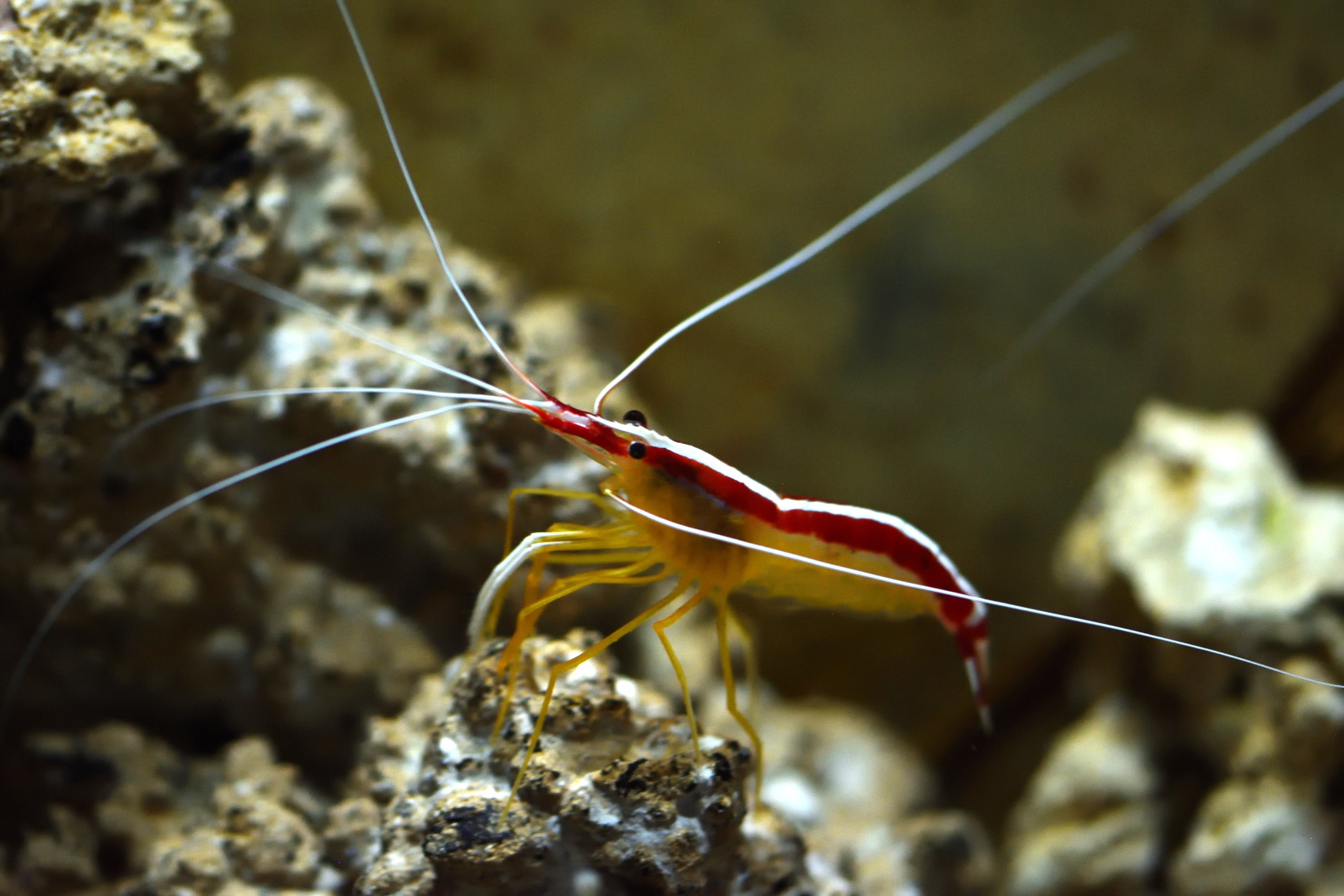 Lysmata amboinensis