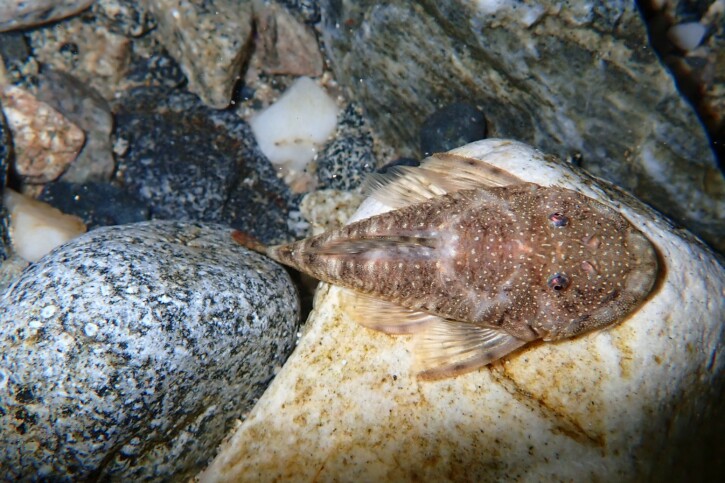 Chaetostoma microps