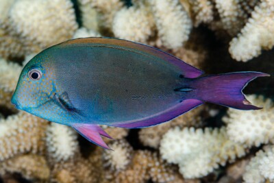 pesce chirurgo guance maculate Acanthuridae