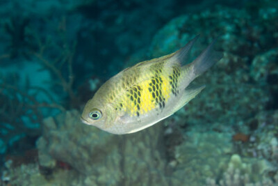 Amblygliphidodon curacao Pomacentridae