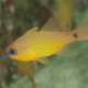 picture of Apogon capricornis
