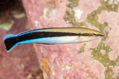 Aspidontus taeniatus Blenniidae
