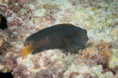 Atrosalarias holomelas Blenniidae