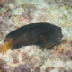 picture of Atrosalarias holomelas