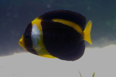 Chaetodontoplus duboulayi Pomacanthidae