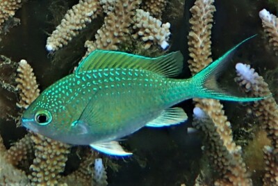 Chromis atripectoralis Pomacentridae
