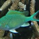 picture of Chromis atripectoralis