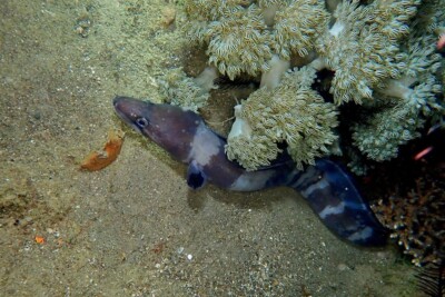 Conger cinereus Congridae