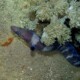 picture of Conger cinereus