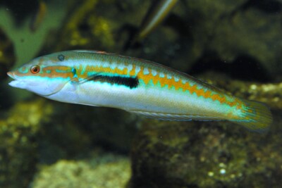 donzella Labridae
