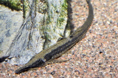 Farlowella acus Loricariidae
