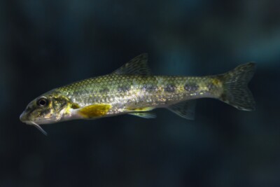 Gobio gobio Gobionidae