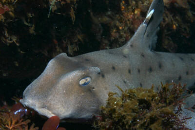 Heterodontus francisci Heterodontidae
