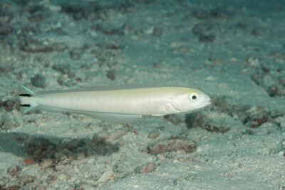 Malacanthus brevirostris Malacanthidae