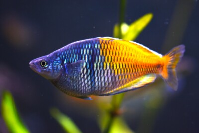 Melanotaenia boesemani Melanotaeniidae