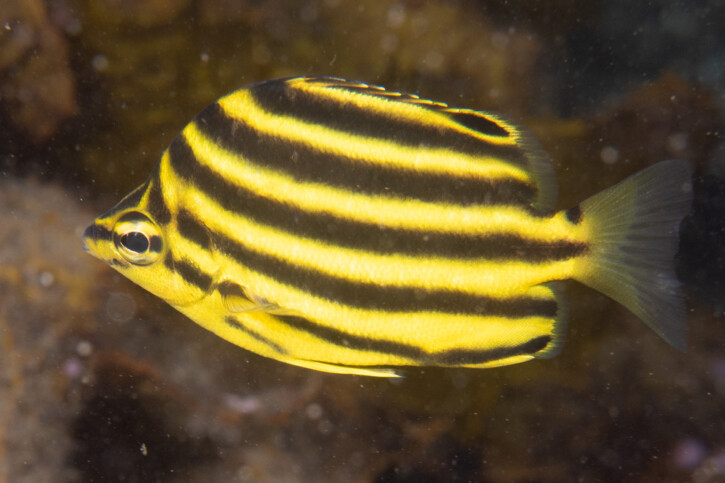 Microcanthus joyceae