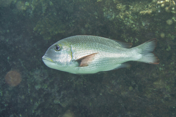Monotaxis grandoculis
