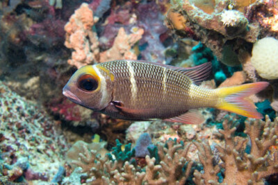 Monotaxis heterodon Lethrinidae