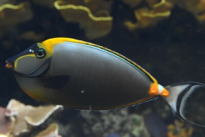 Naso elegans Acanthuridae