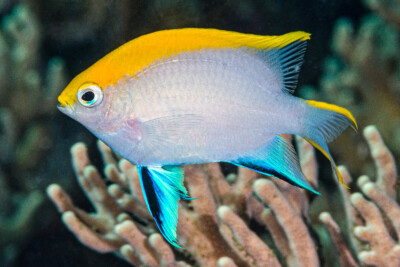 Neoglyphidodon melas Pomacentridae