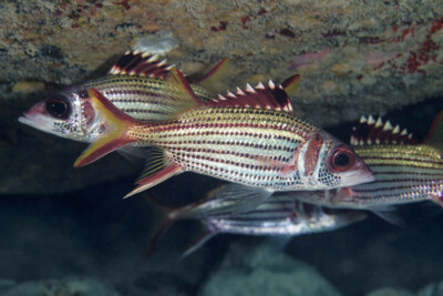 Neoniphon sammara Holocentridae