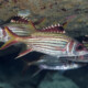 picture of Neoniphon sammara