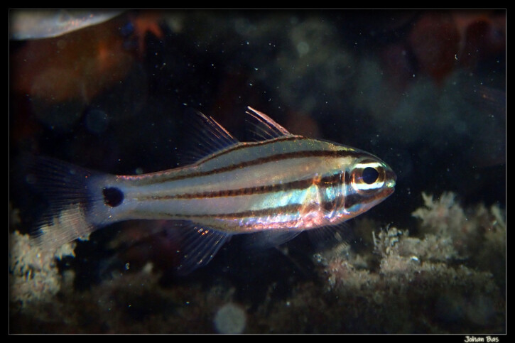 Ostorhinchus doederleini