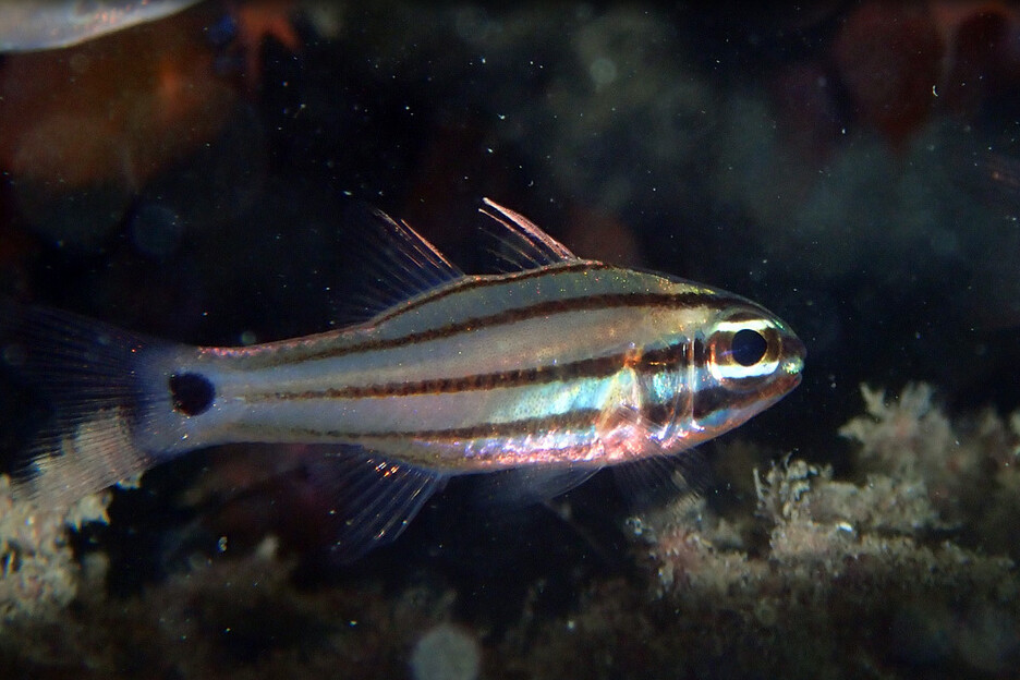 Ostorhinchus doederleini