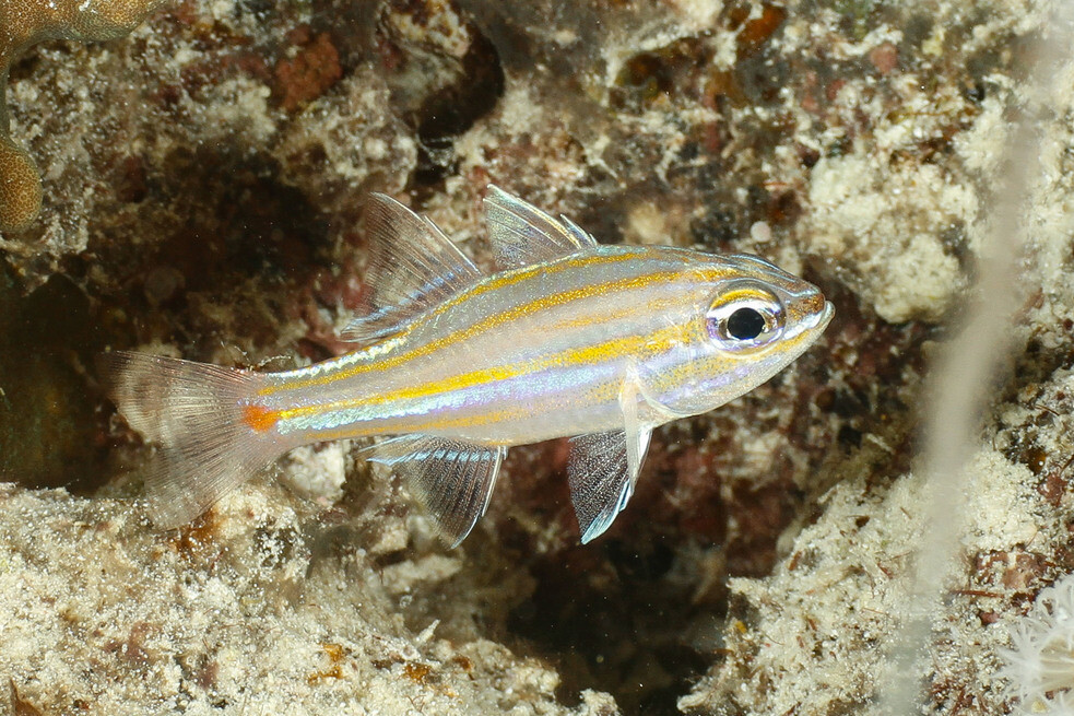 Ostorhinchus rubrimacula