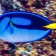 picture of Paracanthurus hepatus