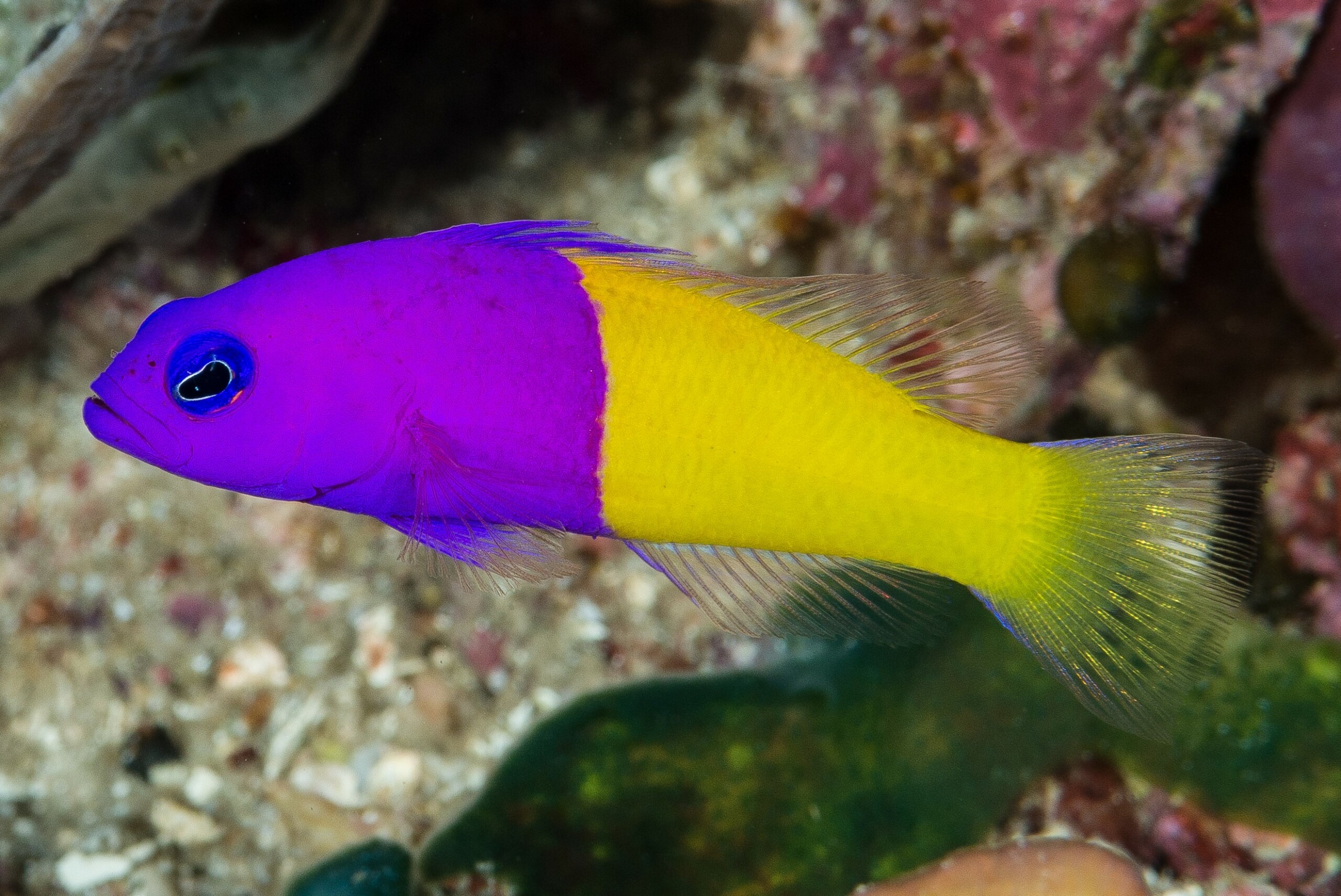 Pictichromis paccagnellae