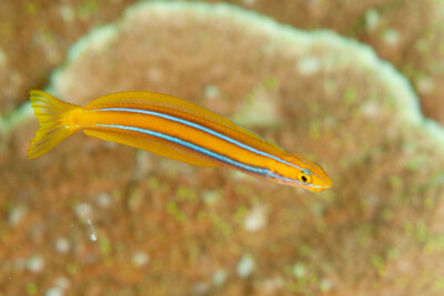 Plagiotremus rhinorhynchos Blenniidae