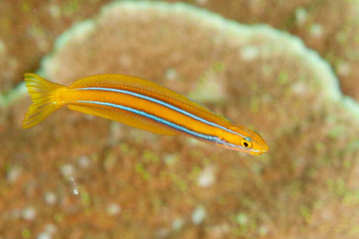 Plagiotremus rhinorhynchos