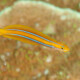 picture of Plagiotremus rhinorhynchos