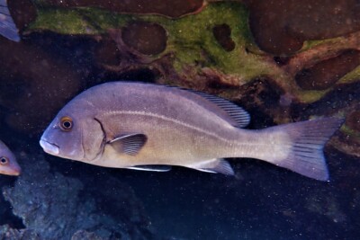 Plectorhinchus gibbosus Haemulidae