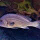 picture of Plectorhinchus gibbosus