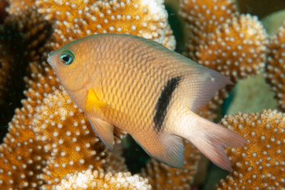 Plectroglyphidodon dickii Pomacentridae