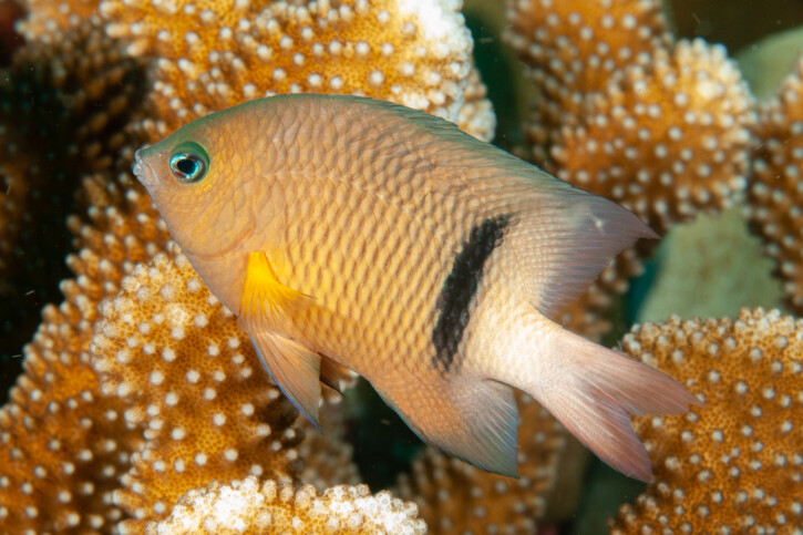 Plectroglyphidodon dickii